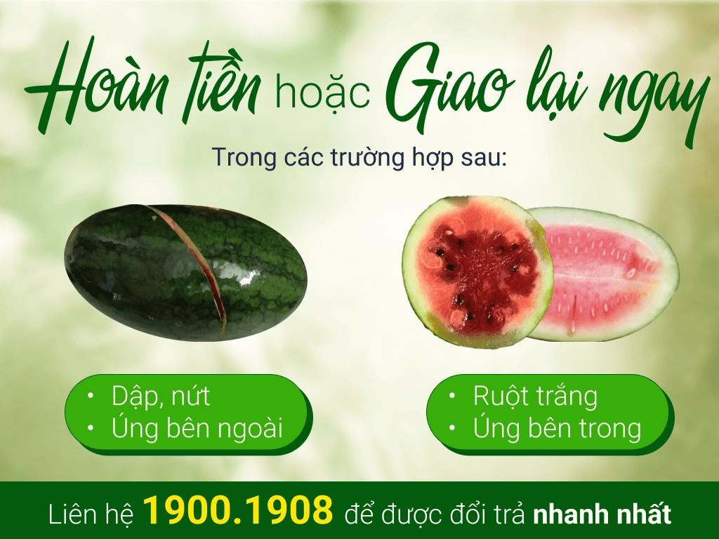 Dưa hấu đỏ trái 1.7kg - 2kg